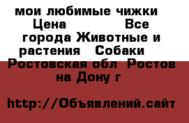 мои любимые чижки › Цена ­ 15 000 - Все города Животные и растения » Собаки   . Ростовская обл.,Ростов-на-Дону г.